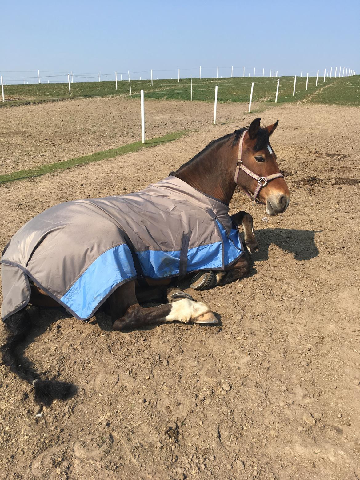 Welsh Cob (sec D) Mailunds abigail billede 9