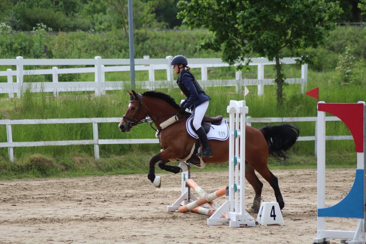 Welsh Cob (sec D) Mailunds abigail billede 10