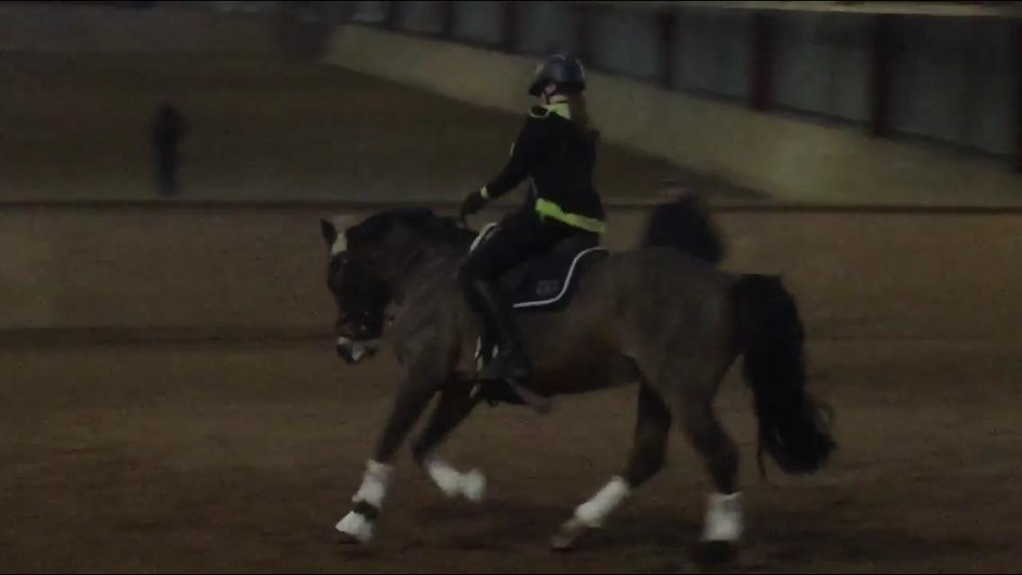 Welsh Cob (sec D) Mailunds abigail billede 11