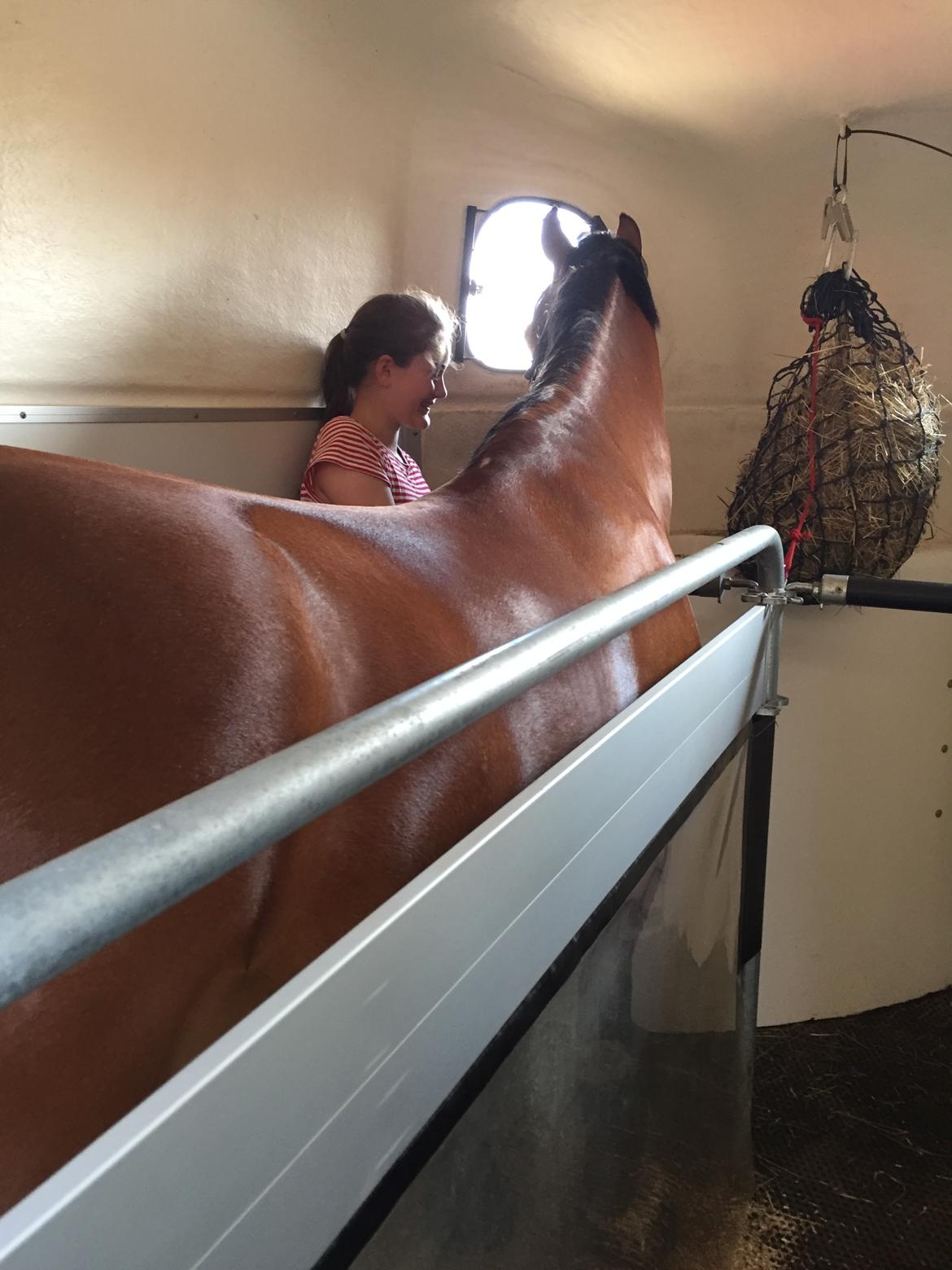 Welsh Cob (sec D) Mailunds abigail billede 12