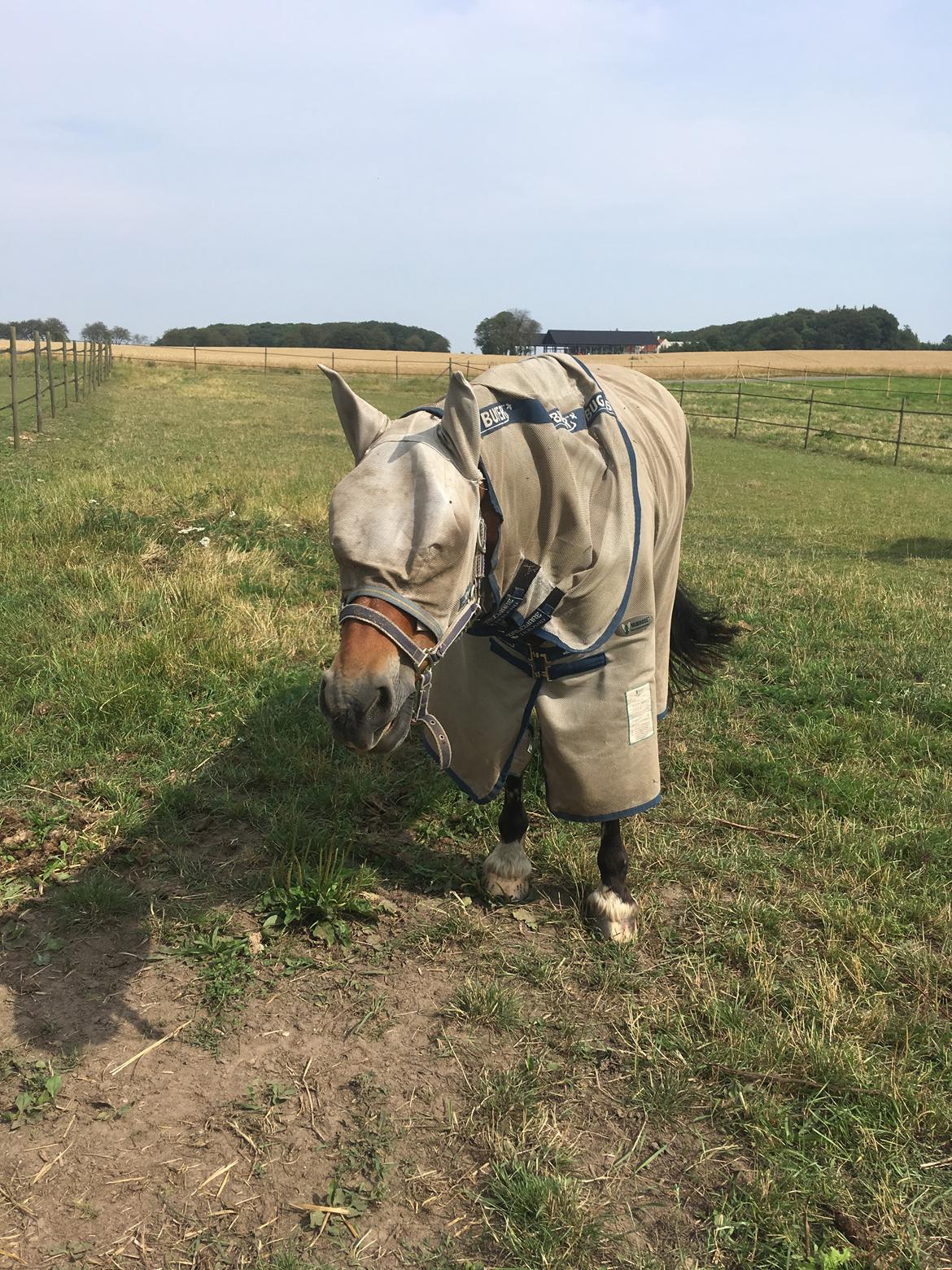 Welsh Cob (sec D) Mailunds abigail billede 14