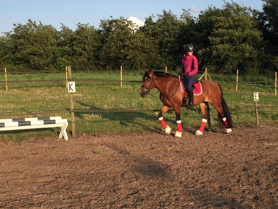 Welsh Cob (sec D) Mailunds abigail billede 18