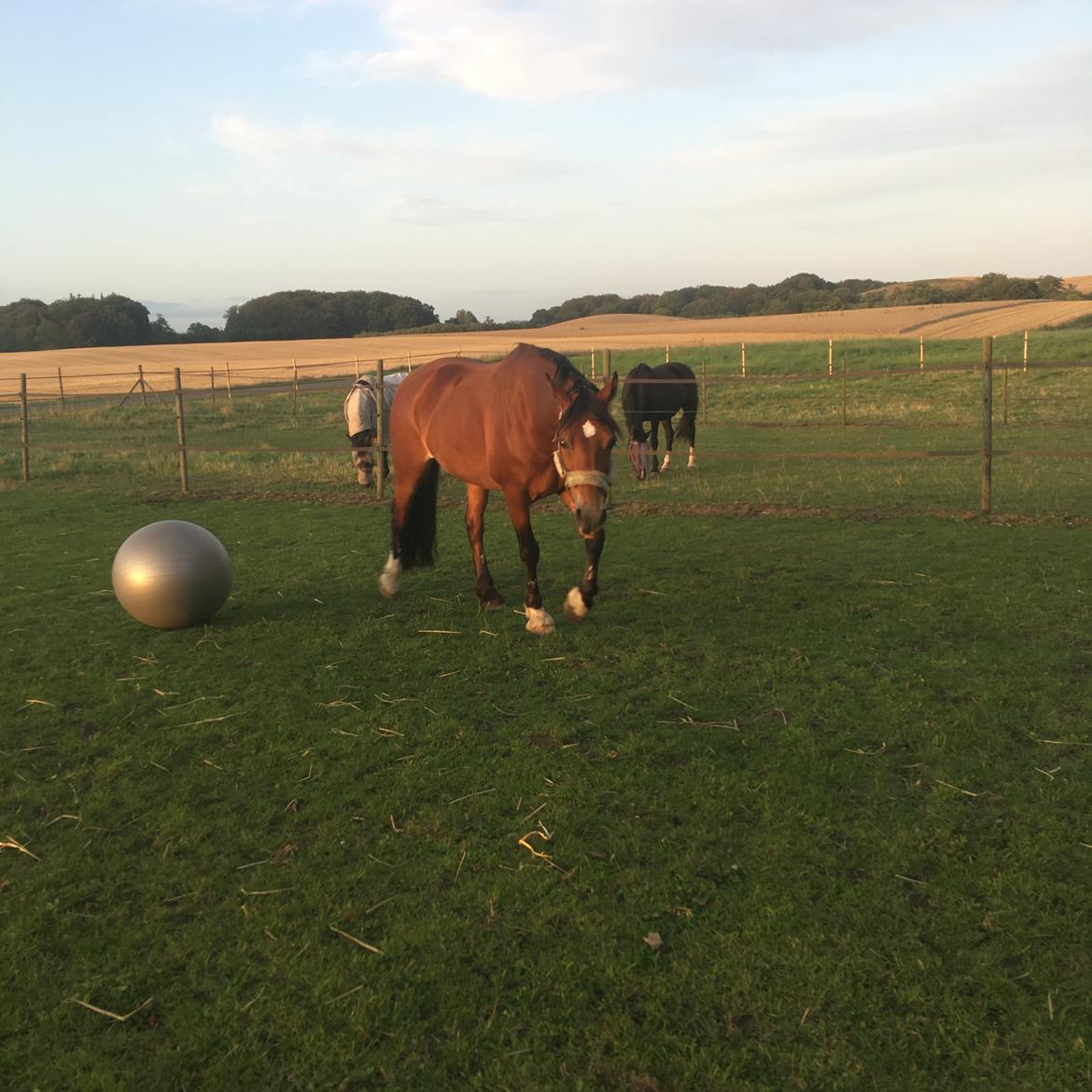 Welsh Cob (sec D) Mailunds abigail billede 15