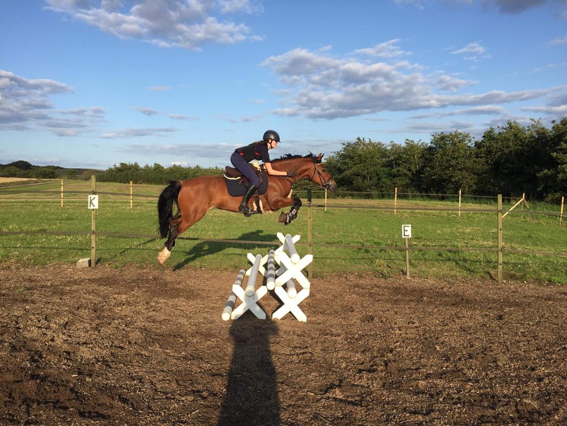 Welsh Cob (sec D) Mailunds abigail billede 13