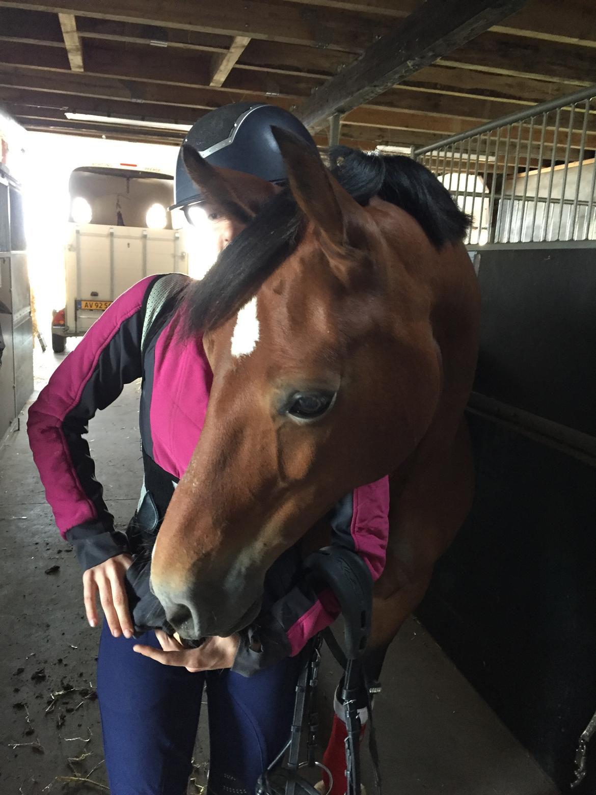 Welsh Cob (sec D) Mailunds abigail billede 16