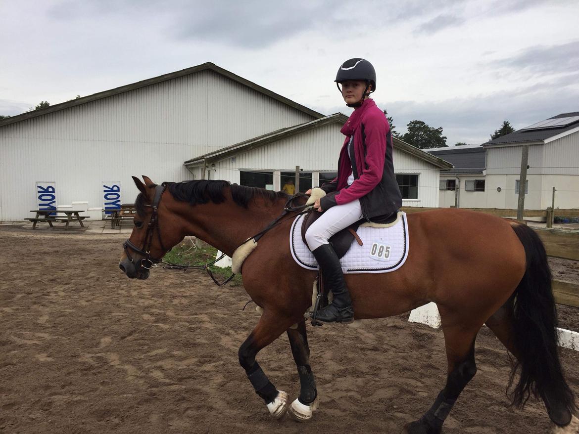 Welsh Cob (sec D) Mailunds abigail billede 17