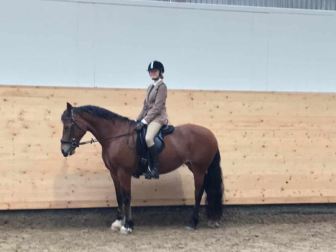 Welsh Cob (sec D) Mailunds abigail billede 19