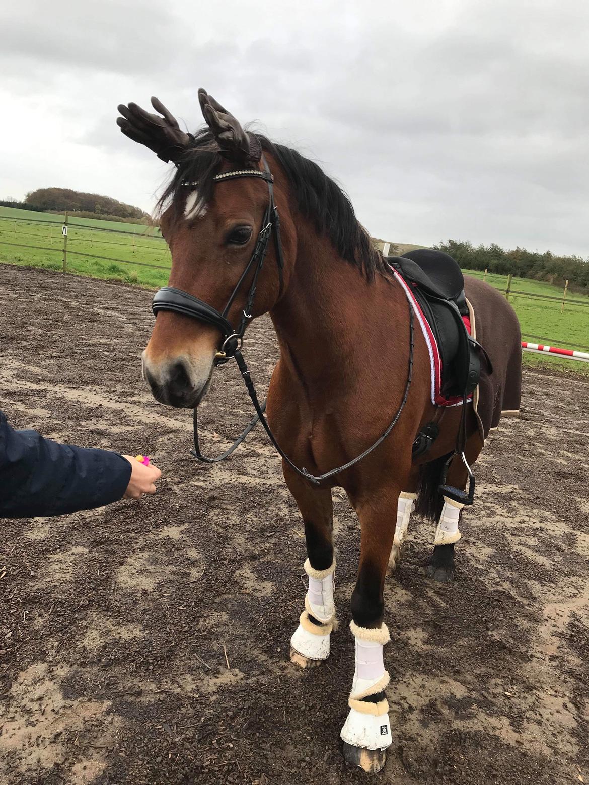 Welsh Cob (sec D) Mailunds abigail billede 20