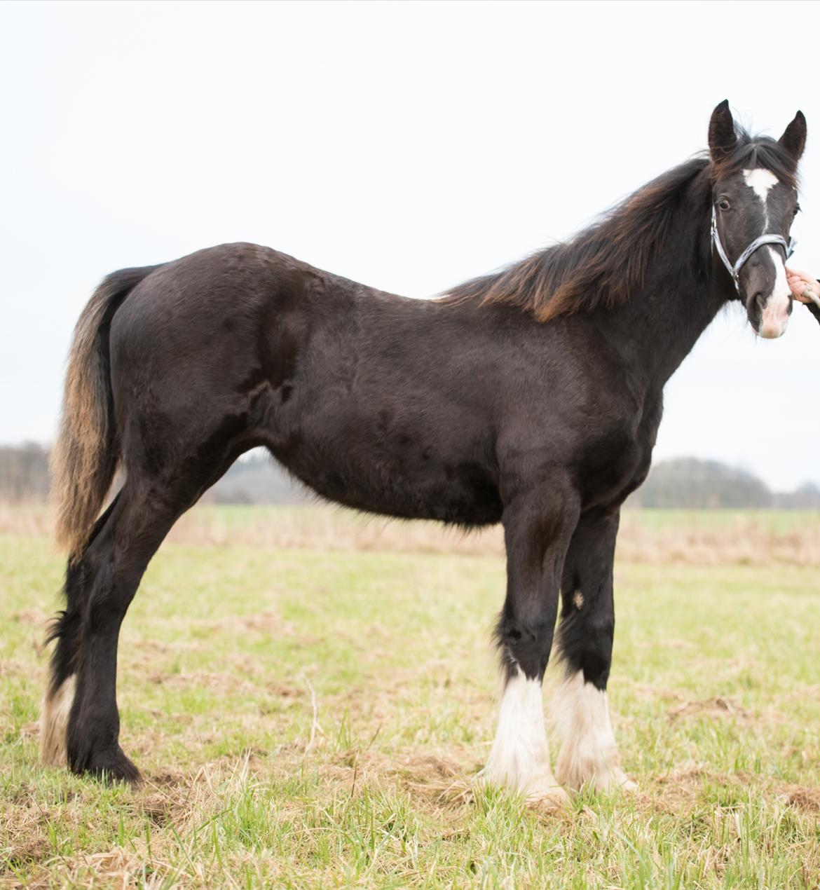 Shire Ørsteds cehra  - 26 jan 2020  billede 19