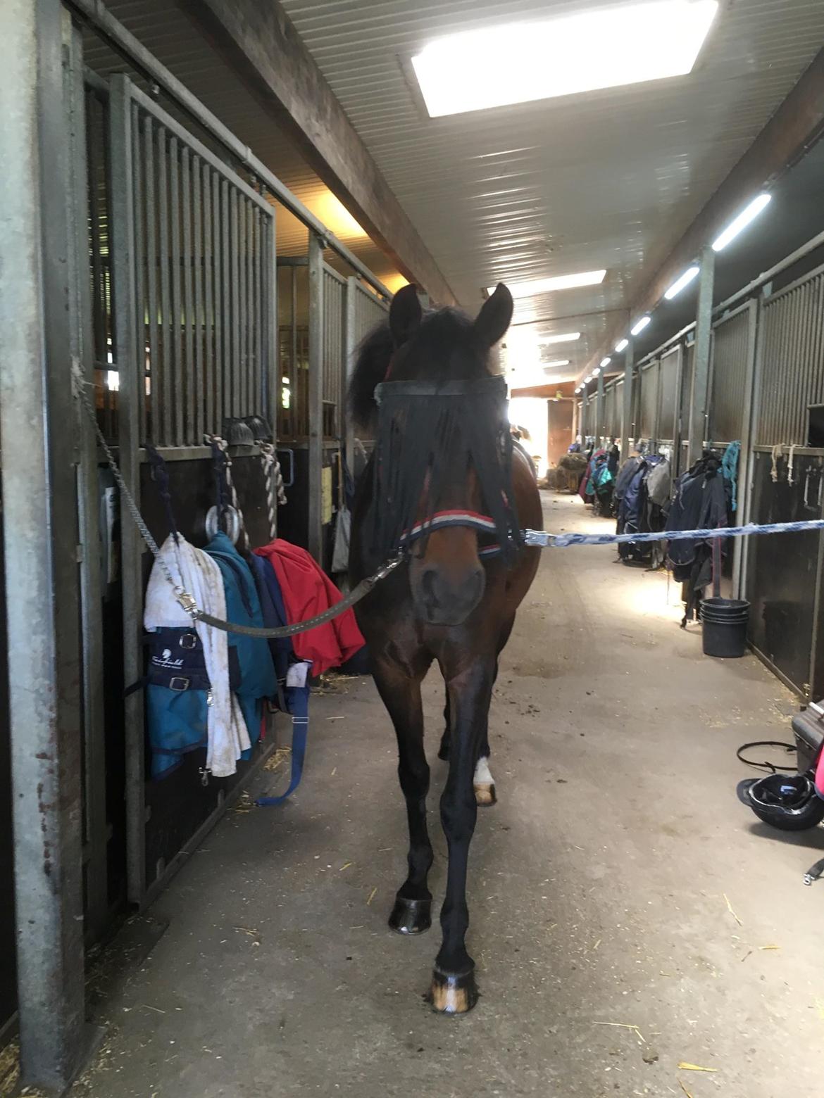 New Forest Charming Valentine billede 6