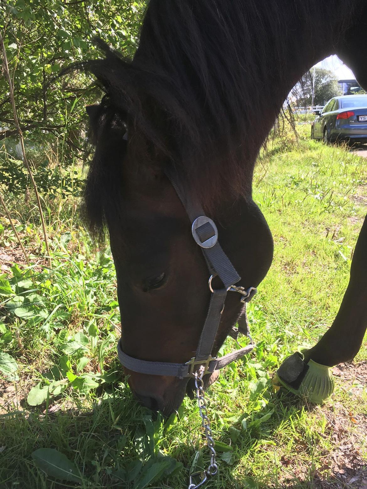 New Forest Charming Valentine billede 8