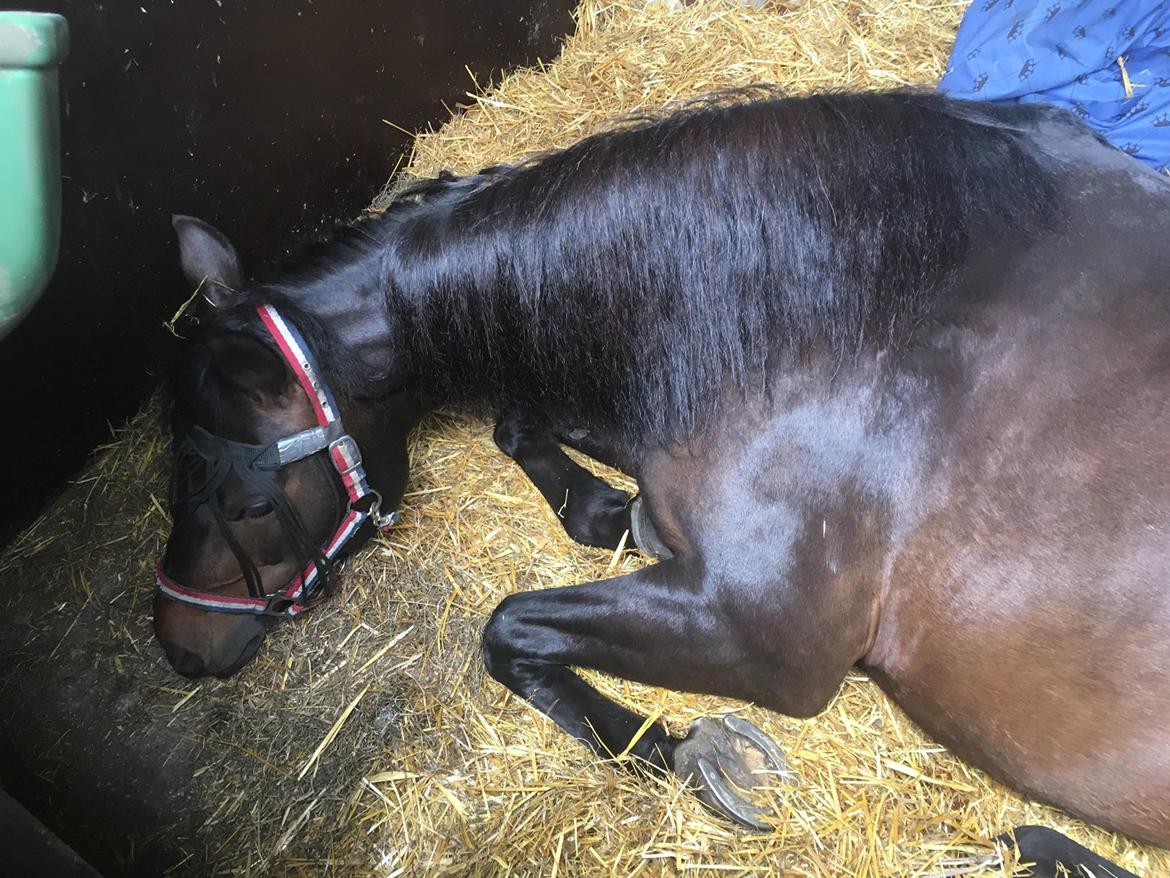 New Forest Charming Valentine - Det er hårdt at være hest.. billede 9