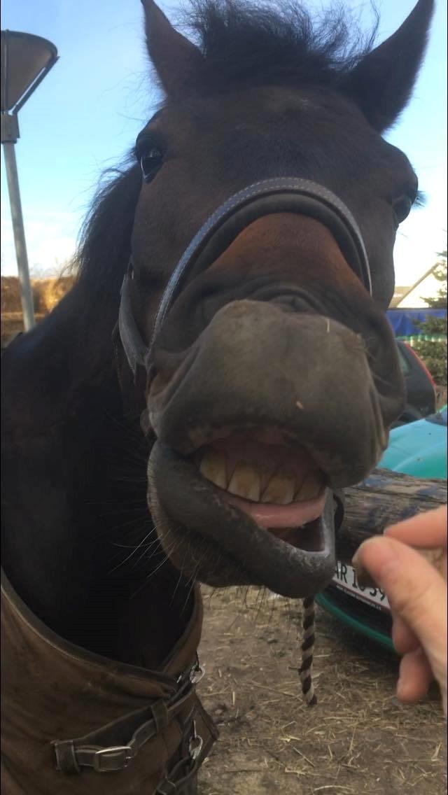 New Forest Charming Valentine billede 10