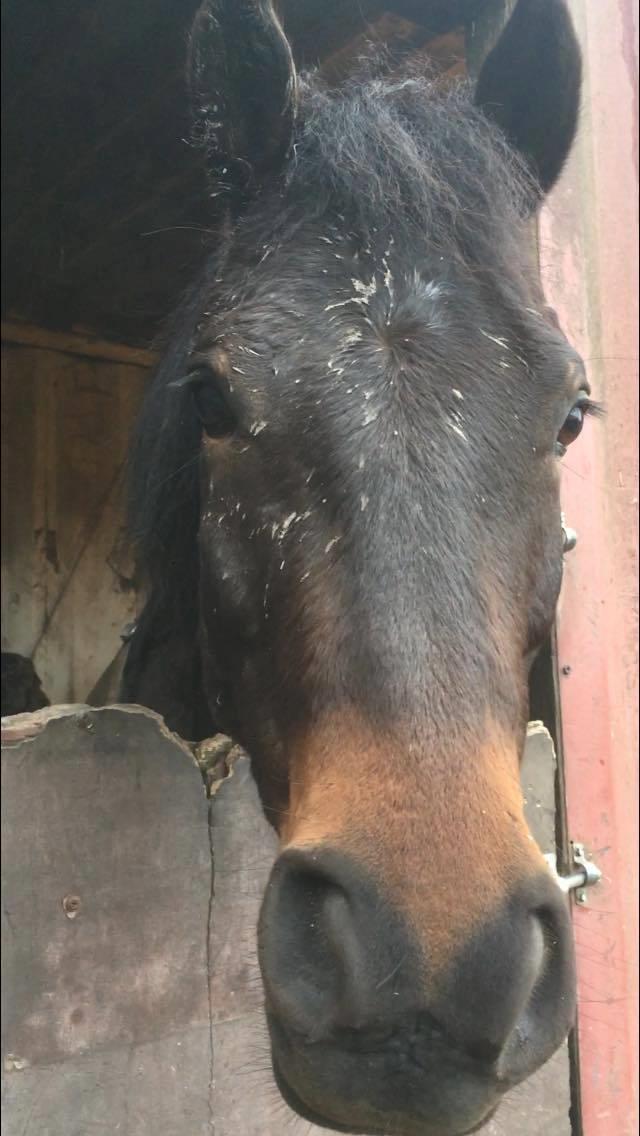 New Forest Charming Valentine - Er det en hest? Er det en gris?...ingen ved det billede 11