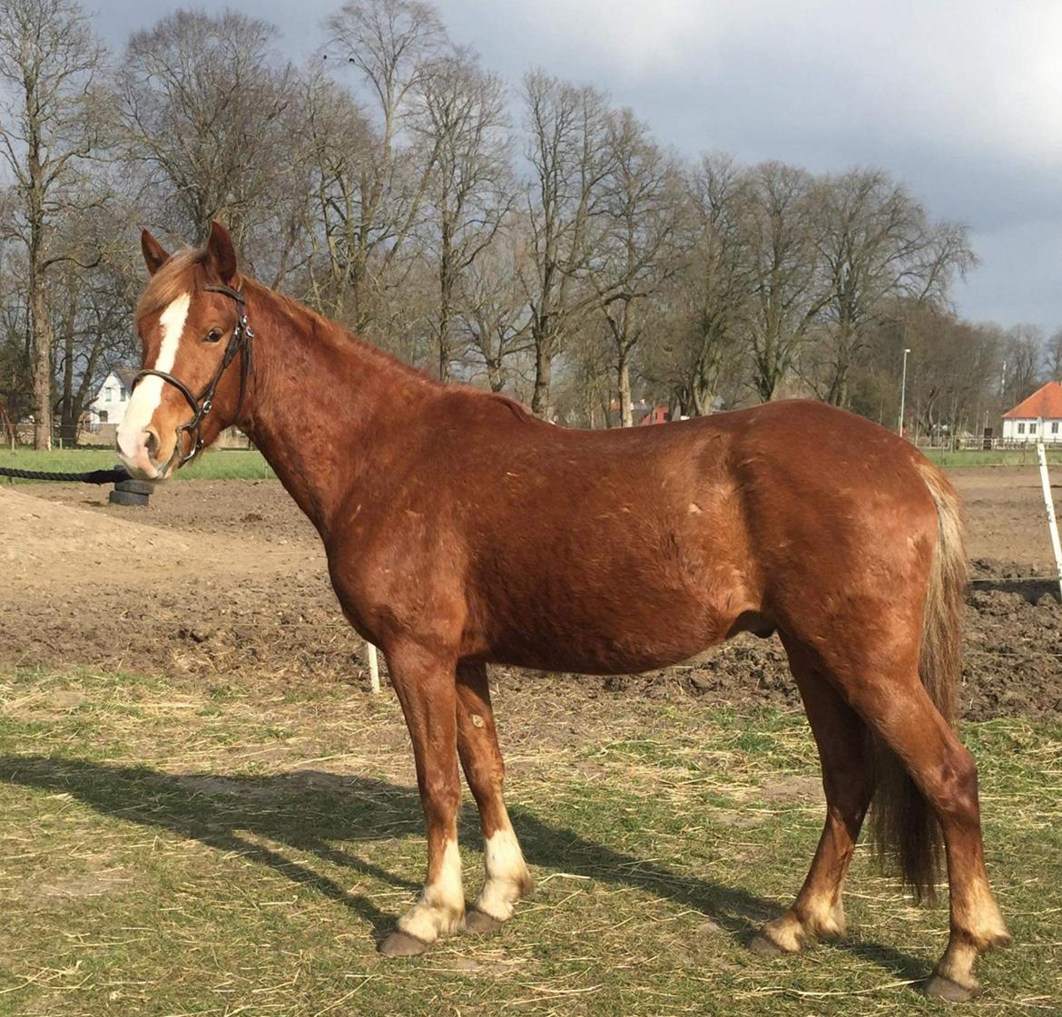 Welsh Partbred (Sec F) Stensgårds Dancing Chivas billede 1