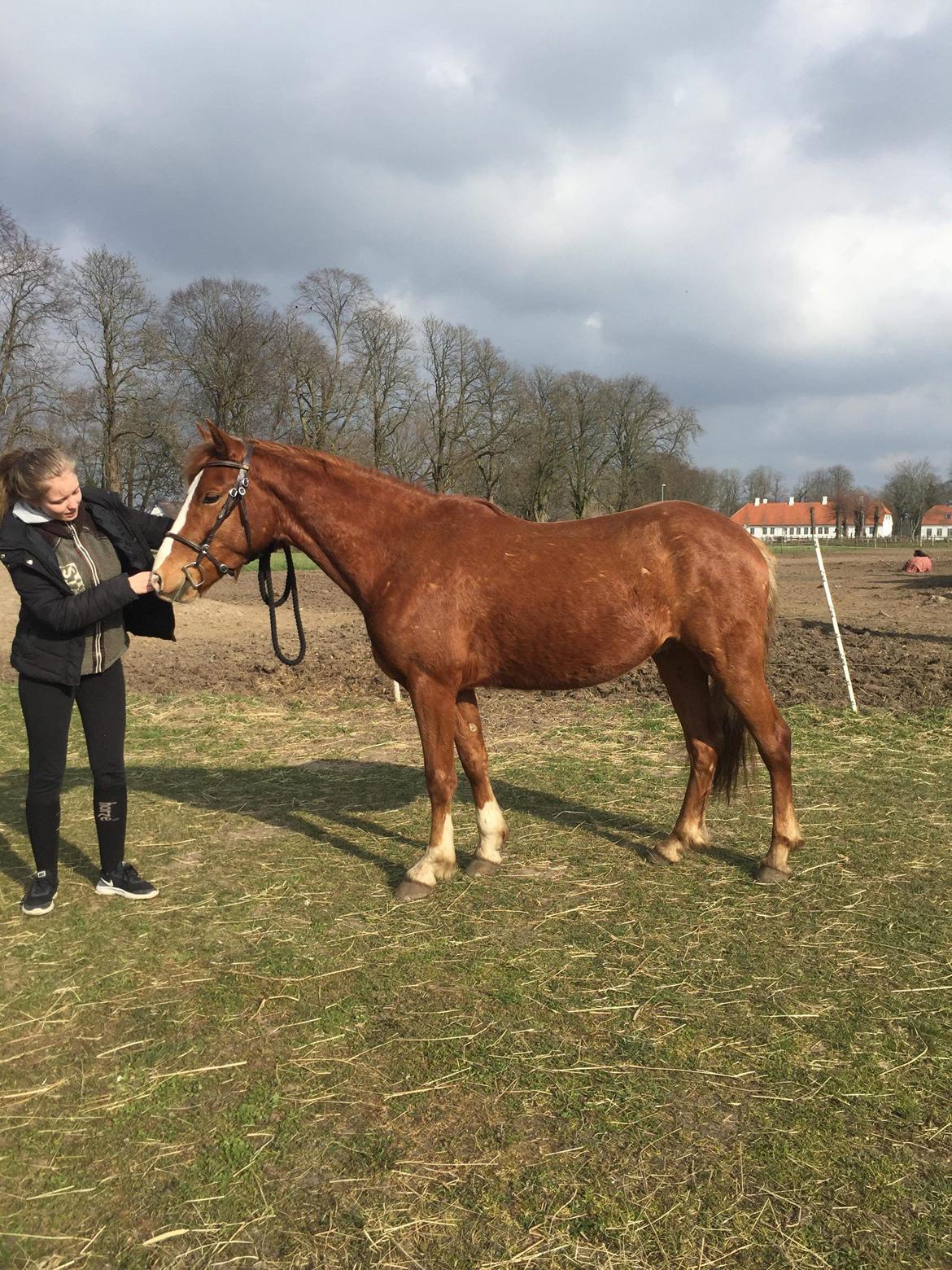Welsh Partbred (Sec F) Stensgårds Dancing Chivas billede 5