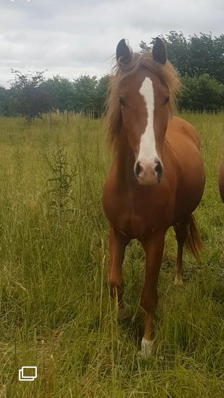Welsh Partbred (Sec F) Stensgårds Dancing Chivas billede 7