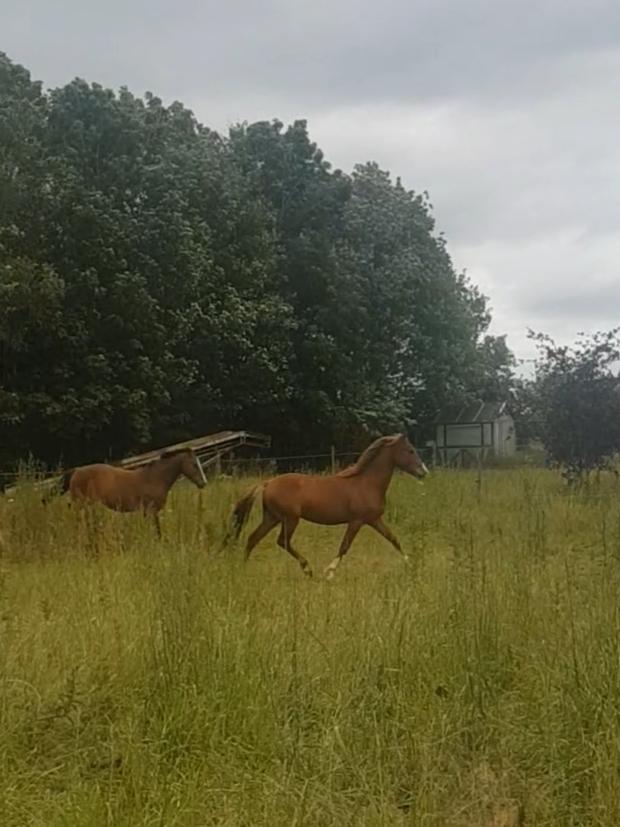 Welsh Partbred (Sec F) Stensgårds Dancing Chivas billede 8