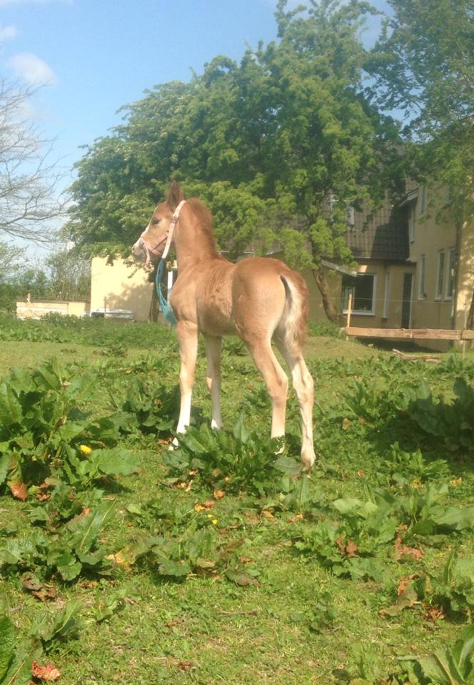 Welsh Partbred (Sec F) Stensgårds Dancing Chivas billede 9