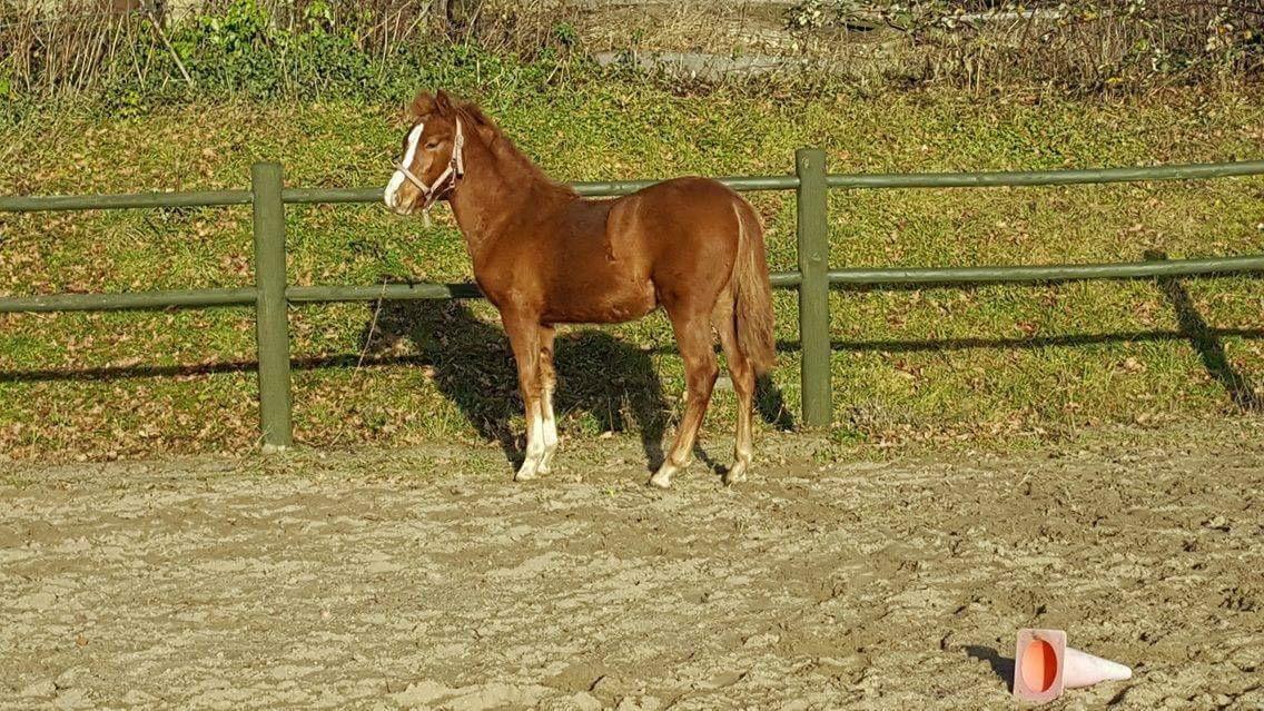 Welsh Partbred (Sec F) Stensgårds Dancing Chivas billede 12