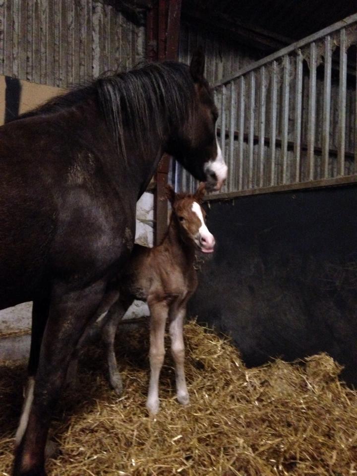 Welsh Partbred (Sec F) Stensgårds Dancing Chivas billede 10