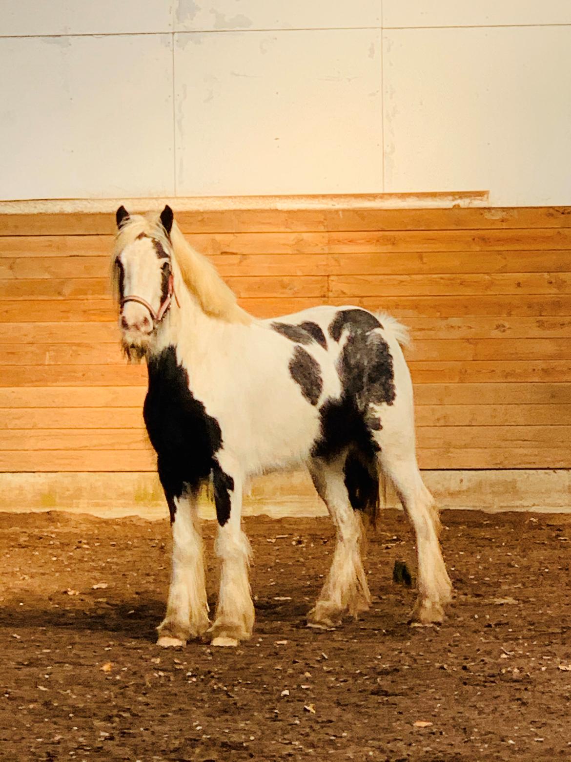 Irish Cob Murphy's Pipsy Pie billede 13