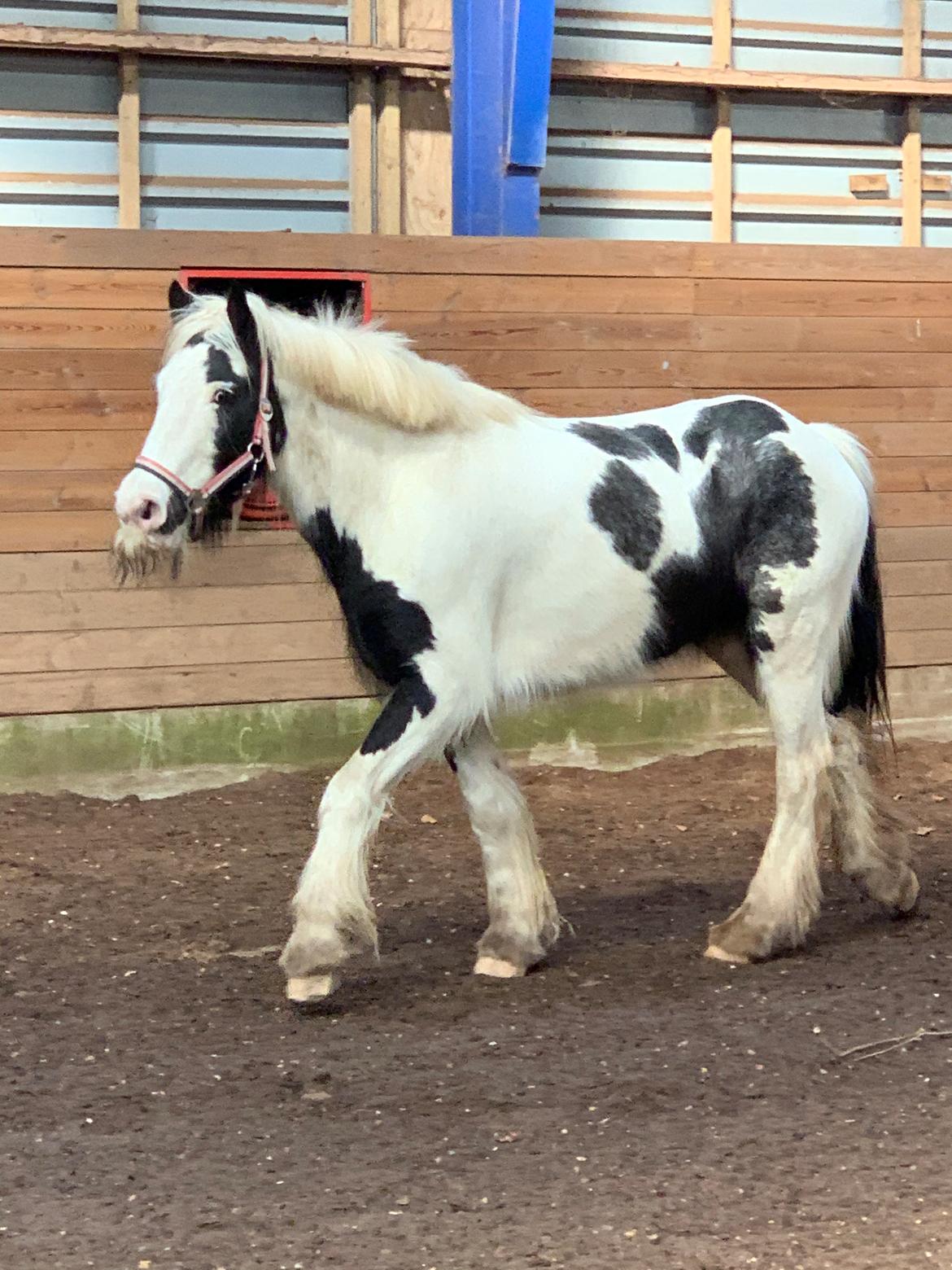 Irish Cob Murphy's Pipsy Pie billede 14
