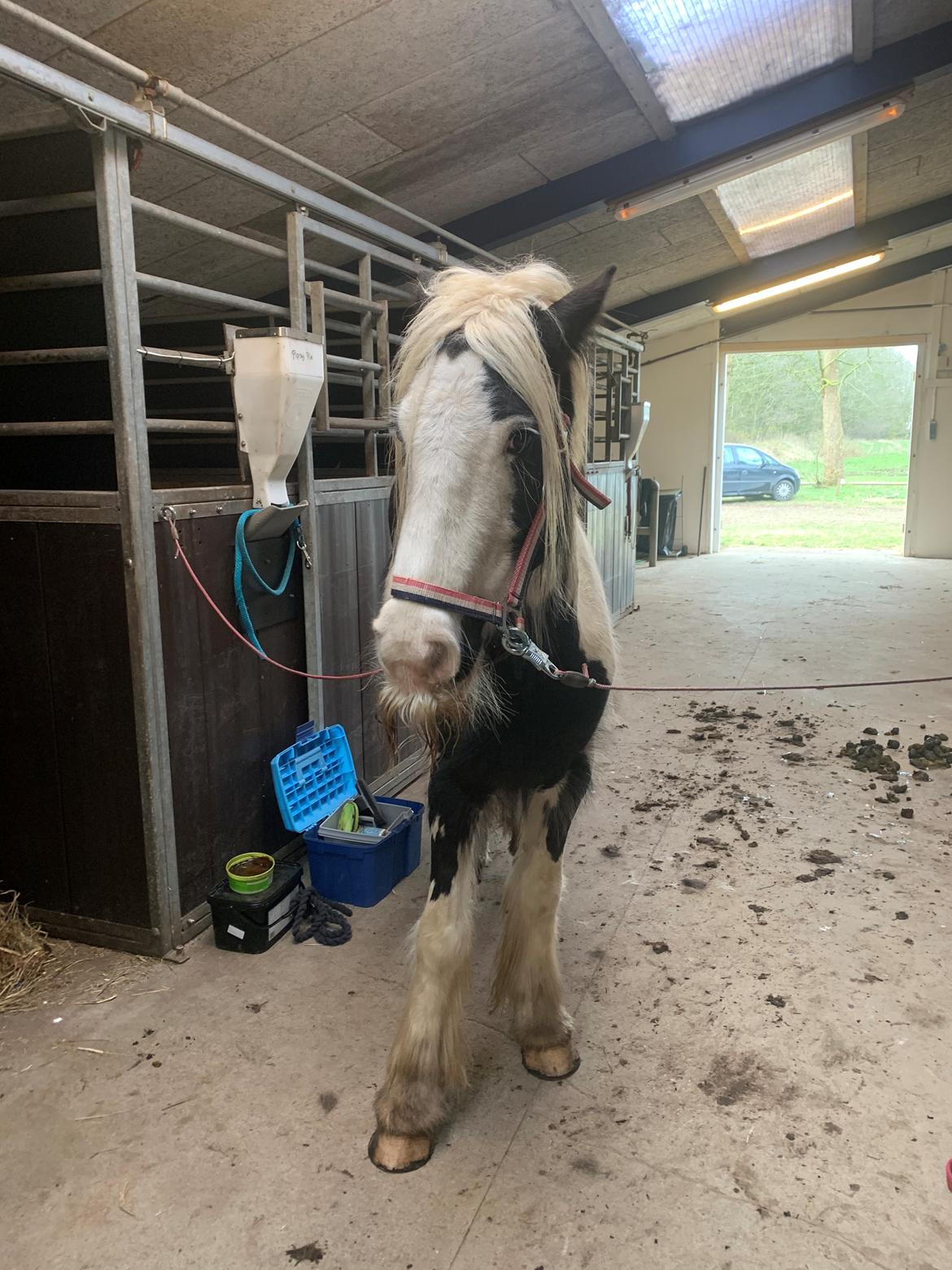 Irish Cob Murphy's Pipsy Pie billede 16