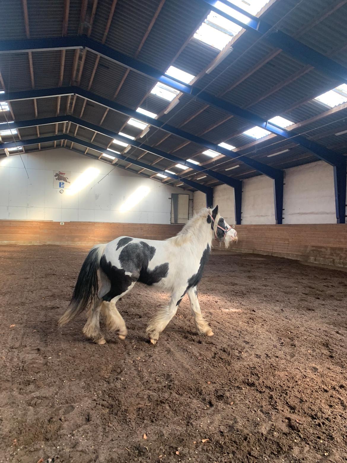 Irish Cob Murphy's Pipsy Pie billede 15