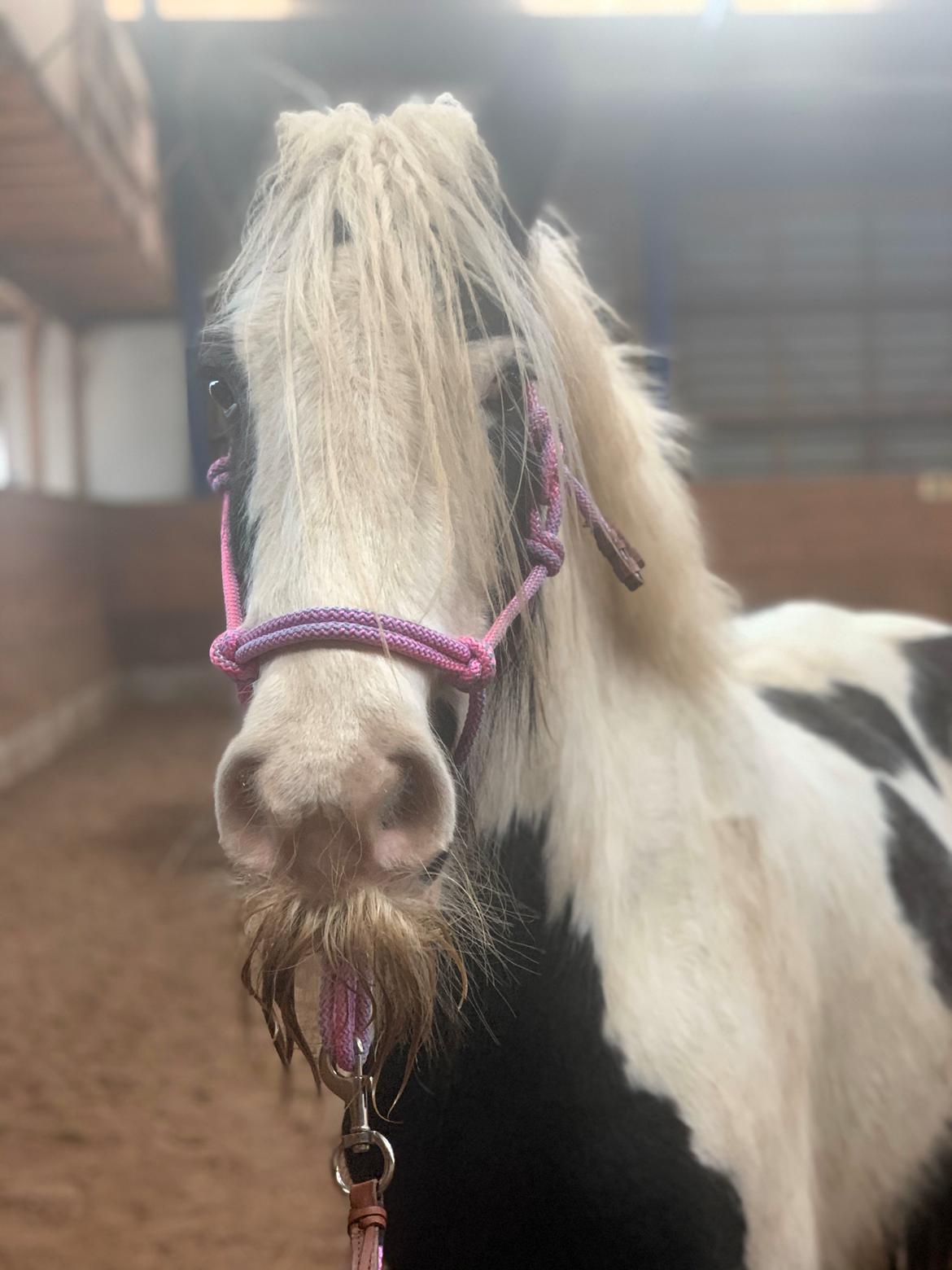 Irish Cob Murphy's Pipsy Pie billede 17