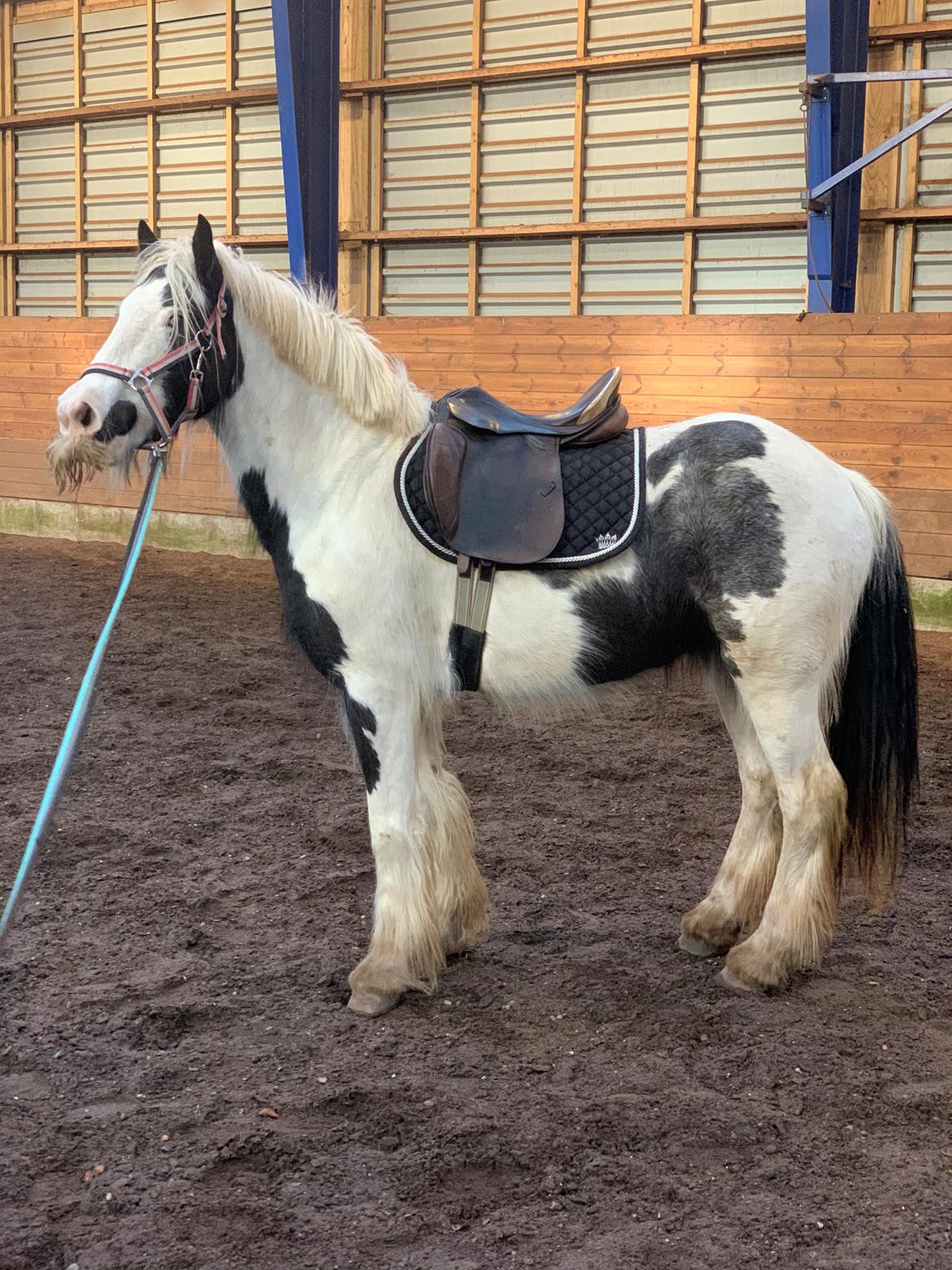 Irish Cob Murphy's Pipsy Pie billede 18