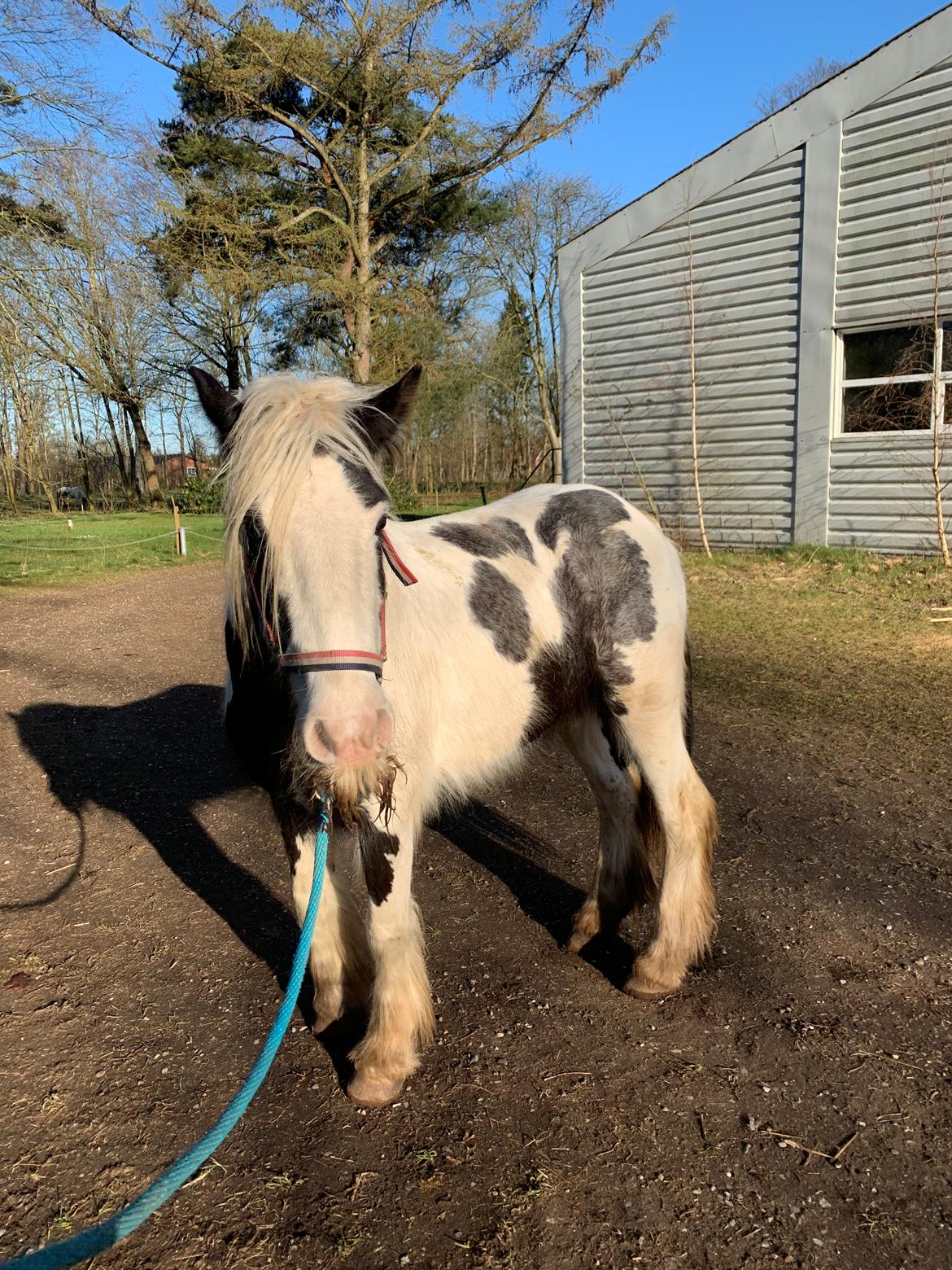 Irish Cob Murphy's Pipsy Pie billede 19