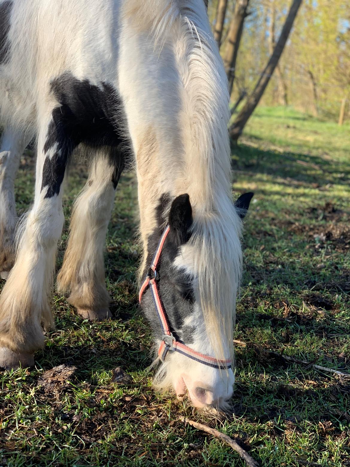 Irish Cob Murphy's Pipsy Pie billede 20