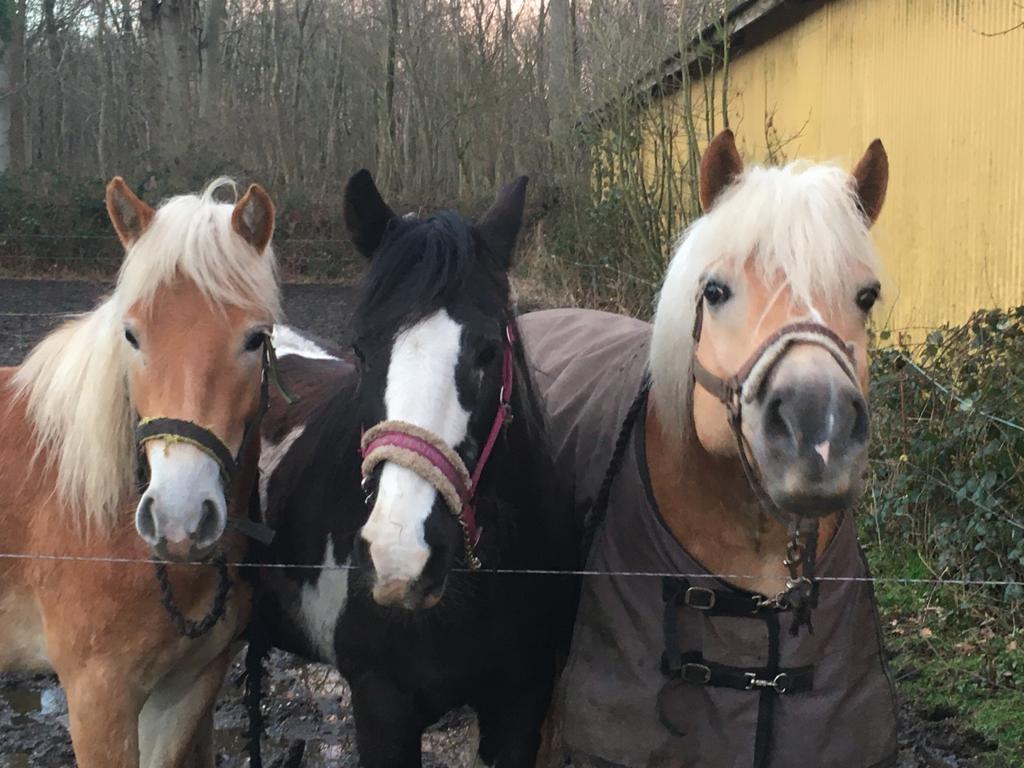 Irish Cob Toby billede 3