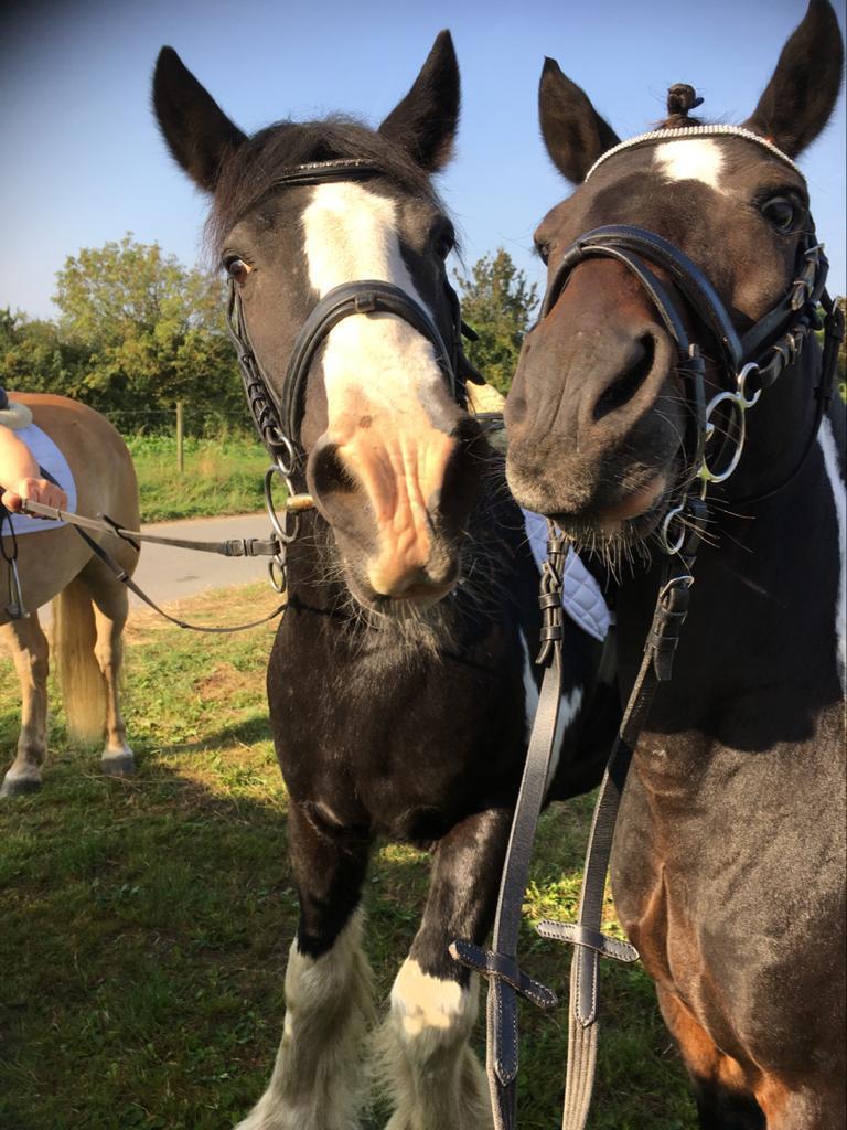 Irish Cob Toby billede 5