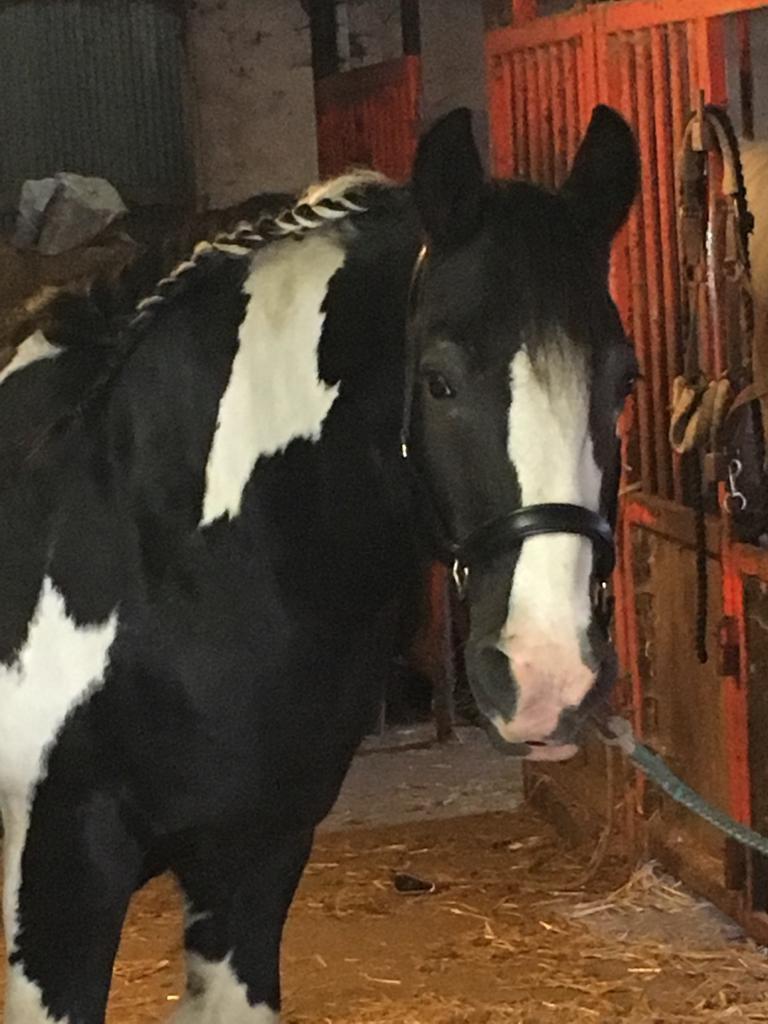 Irish Cob Toby billede 6