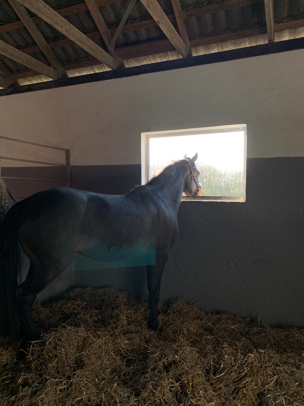 Anden særlig race Cera Bella billede 6