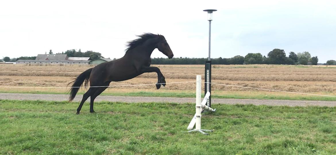 Anden særlig race Cera Bella billede 8