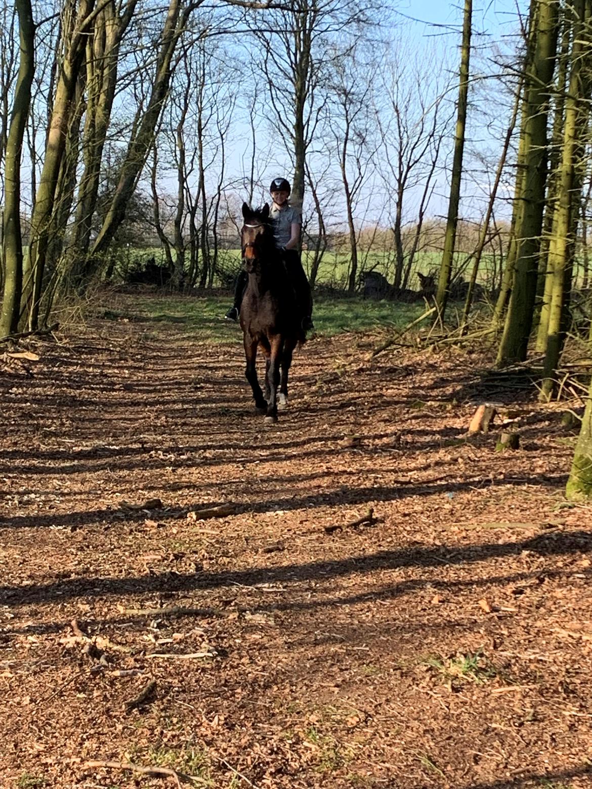 Hollandsk Varmblod Elonlisa billede 10