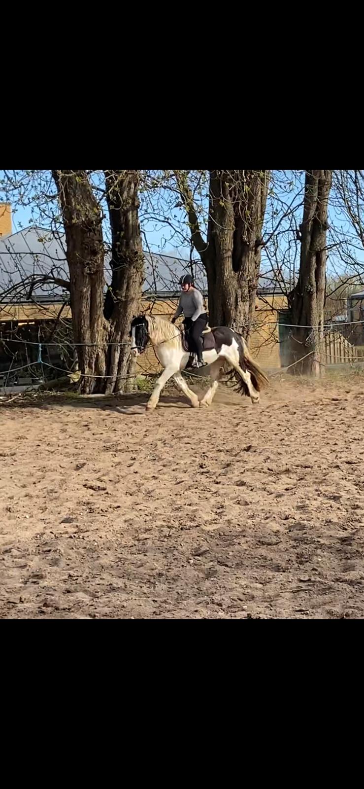 Irish Cob Crossbreed Kyhns Lurifax billede 10