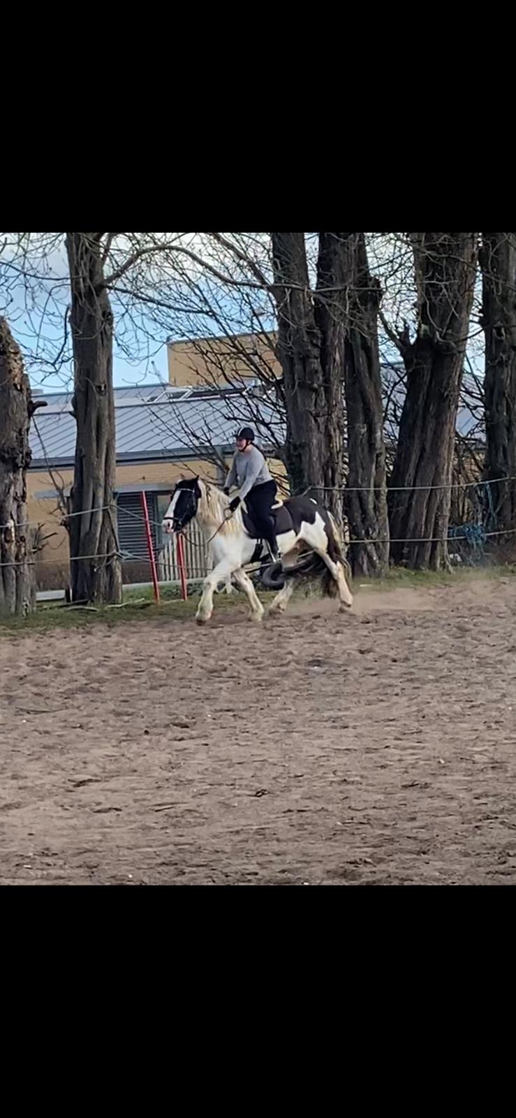 Irish Cob Crossbreed Kyhns Lurifax billede 12