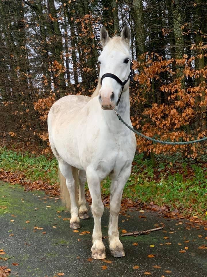 Welsh Partbred (Sec F) Mr. Hendrix - Salgsbilleder af Mr. Hendrix billede 2