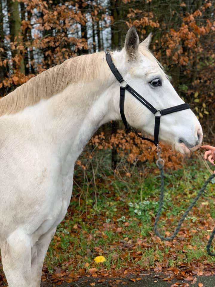 Welsh Partbred (Sec F) Mr. Hendrix - Salgsbilleder af Mr. Hendrix billede 3