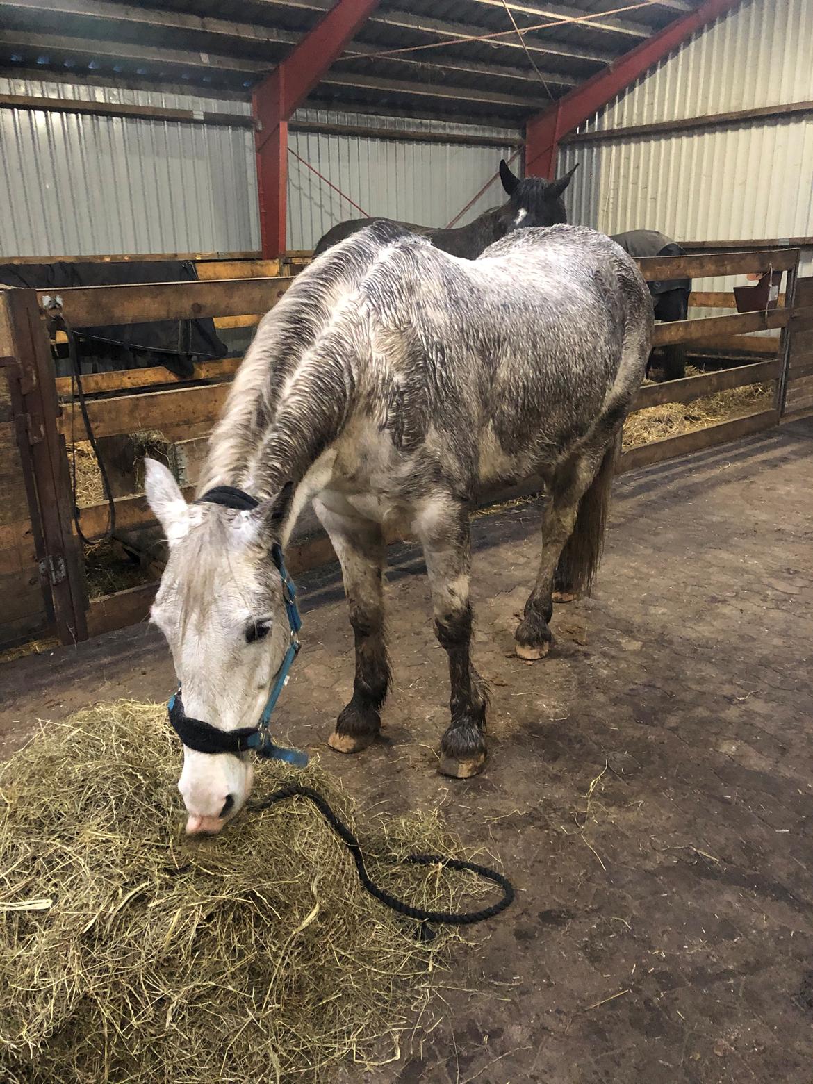 Welsh Partbred (Sec F) Mr. Hendrix - Lækker ren hest... eller noget!  billede 9