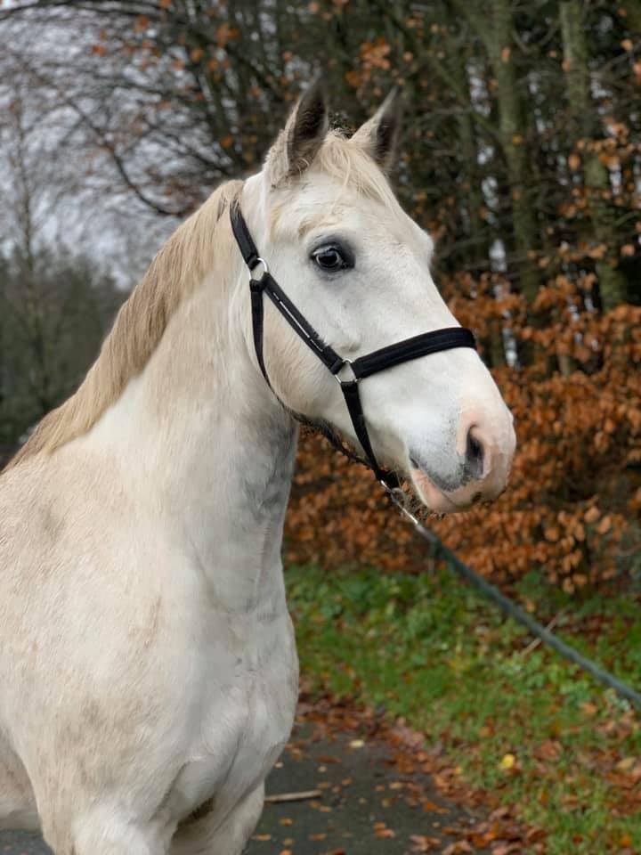 Welsh Partbred (Sec F) Mr. Hendrix - Salgsbilleder af Mr. Hendrix billede 4