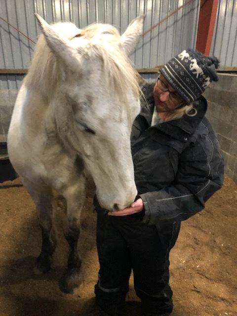 Welsh Partbred (Sec F) Mr. Hendrix - En hyggestund billede 10