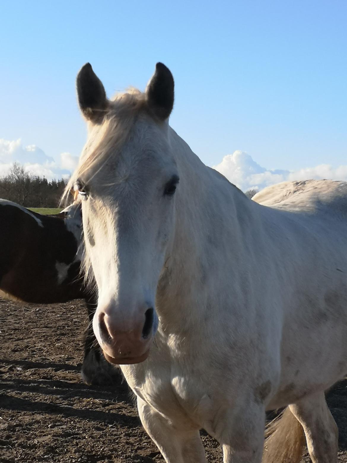 Welsh Partbred (Sec F) Mr. Hendrix - Min dejlige Henry billede 12