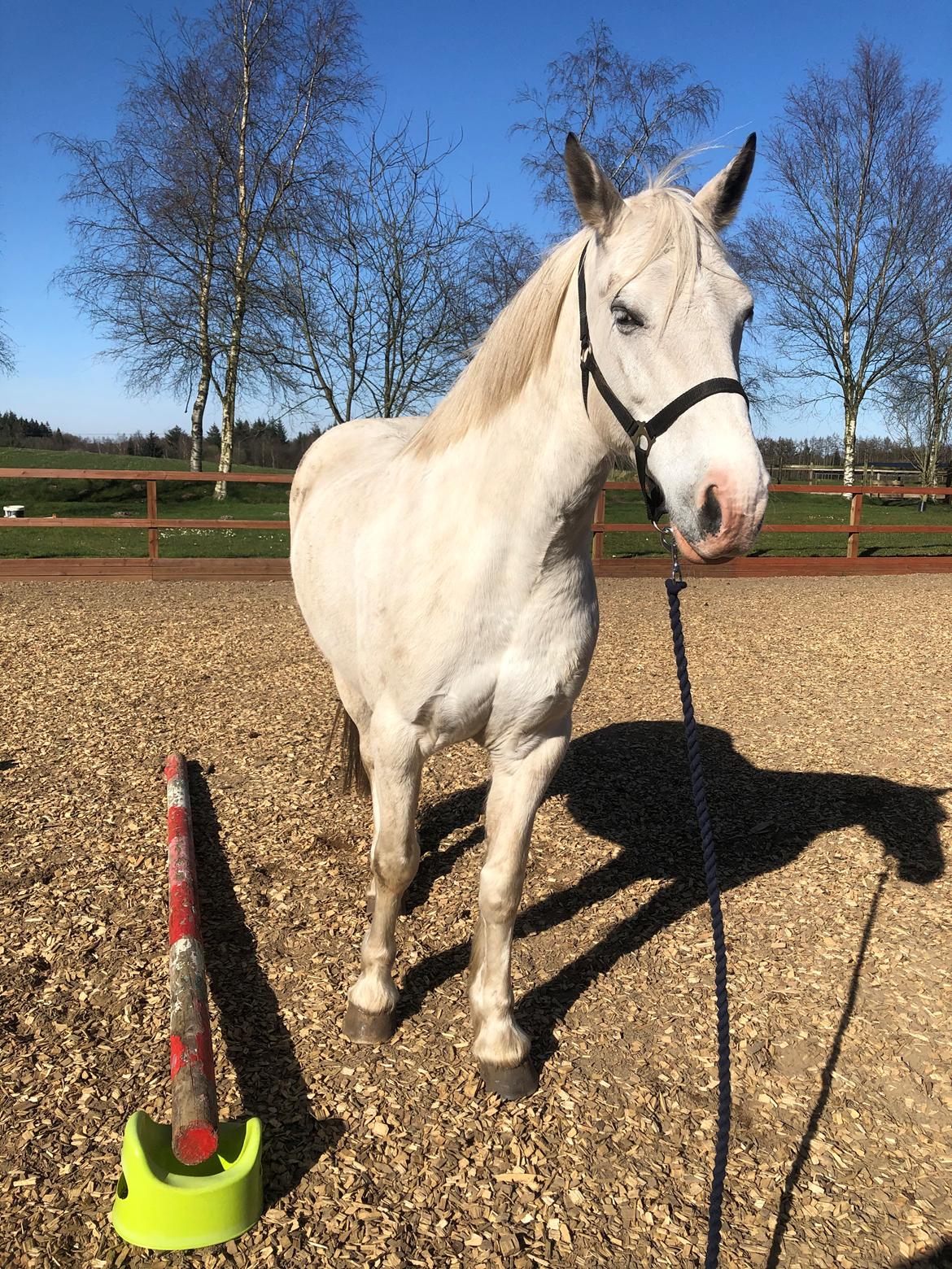 Welsh Partbred (Sec F) Mr. Hendrix - Lidt bomtræning billede 13