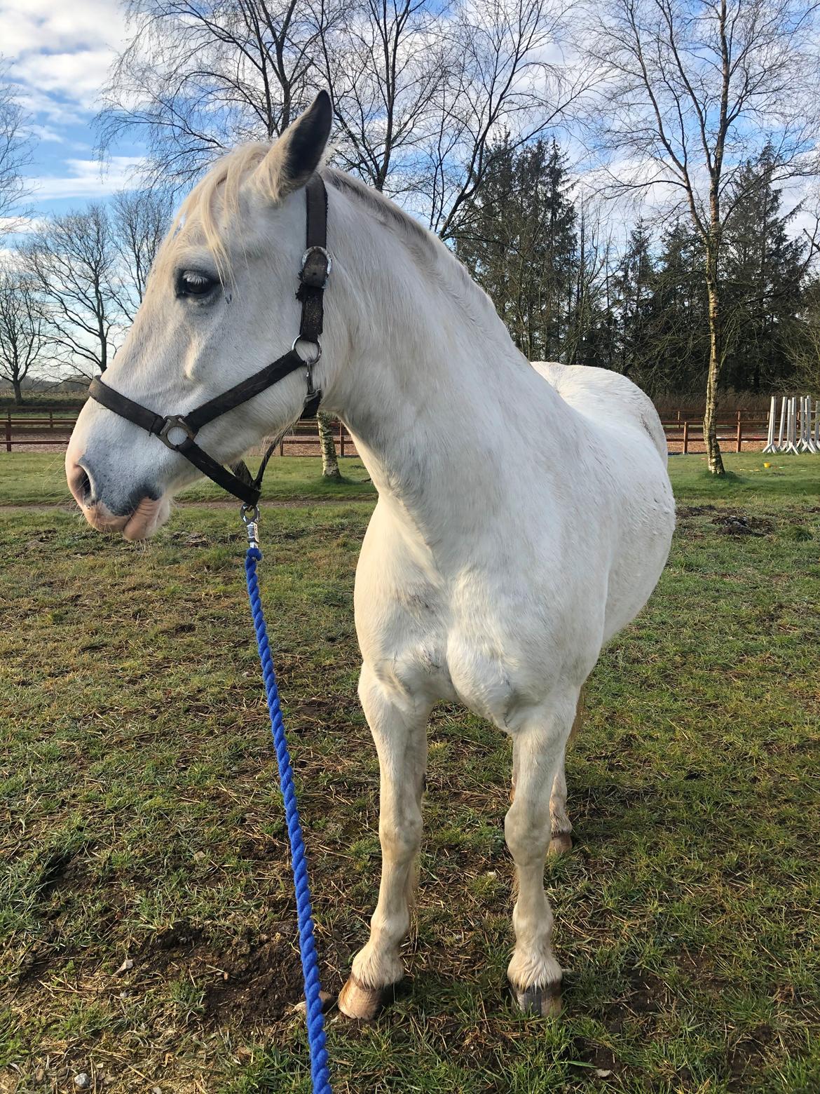 Welsh Partbred (Sec F) Mr. Hendrix - Skal vi virkelig gå mere?  billede 14