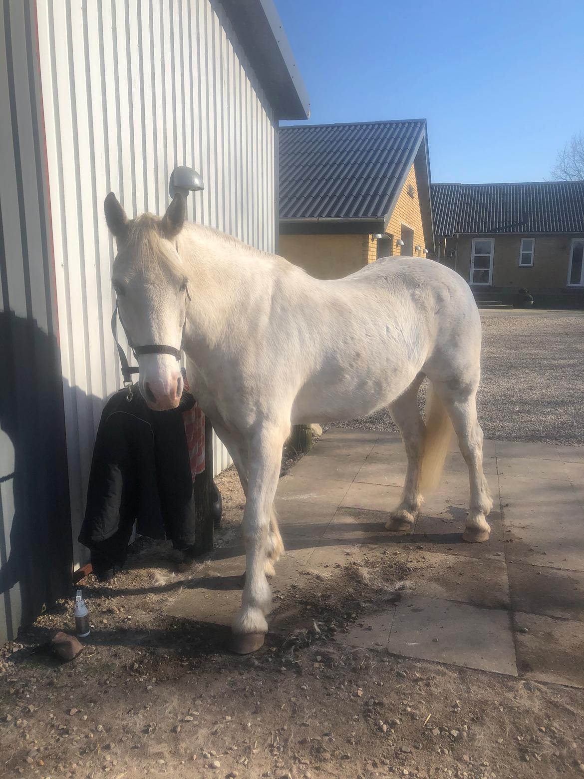 Welsh Partbred (Sec F) Mr. Hendrix - Min hvide prins billede 15